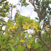 Ochna obtusata DC.